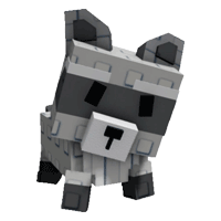 Raccoon