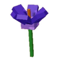 Crocus